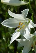 flower of the flock